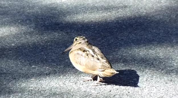 ステップを踏みながら歩く鳥さんがカワイイ 新 あに丸ズッキーニ